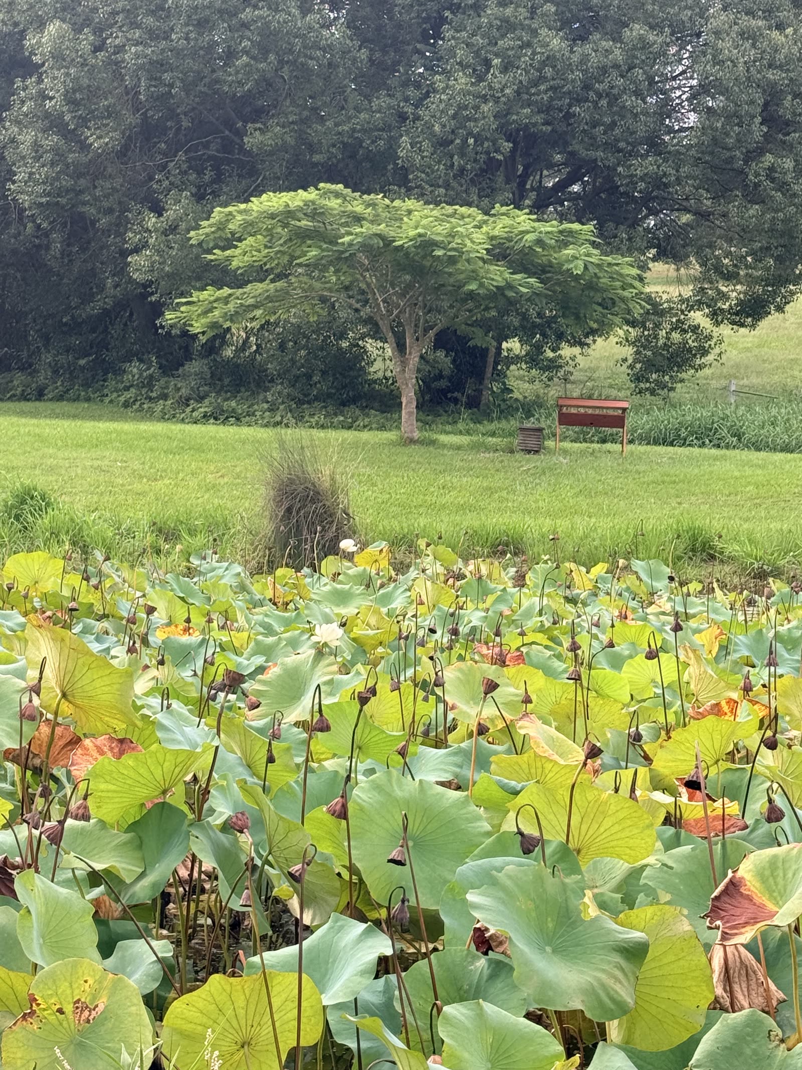 Lotus leaves in a pond with a tree and lawn beyond